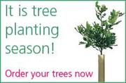 Native Trees For Sale - Nationwide