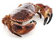 Ireland’s Exceptional Supplier of Shellfish