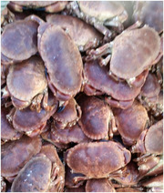 Ireland’s Reliable Shellfish Suppliers