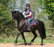 Friesian Gelding well trained under saddle and lucreational riddings
